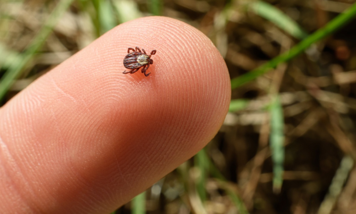 Какая главная ошибка после укуса клеща