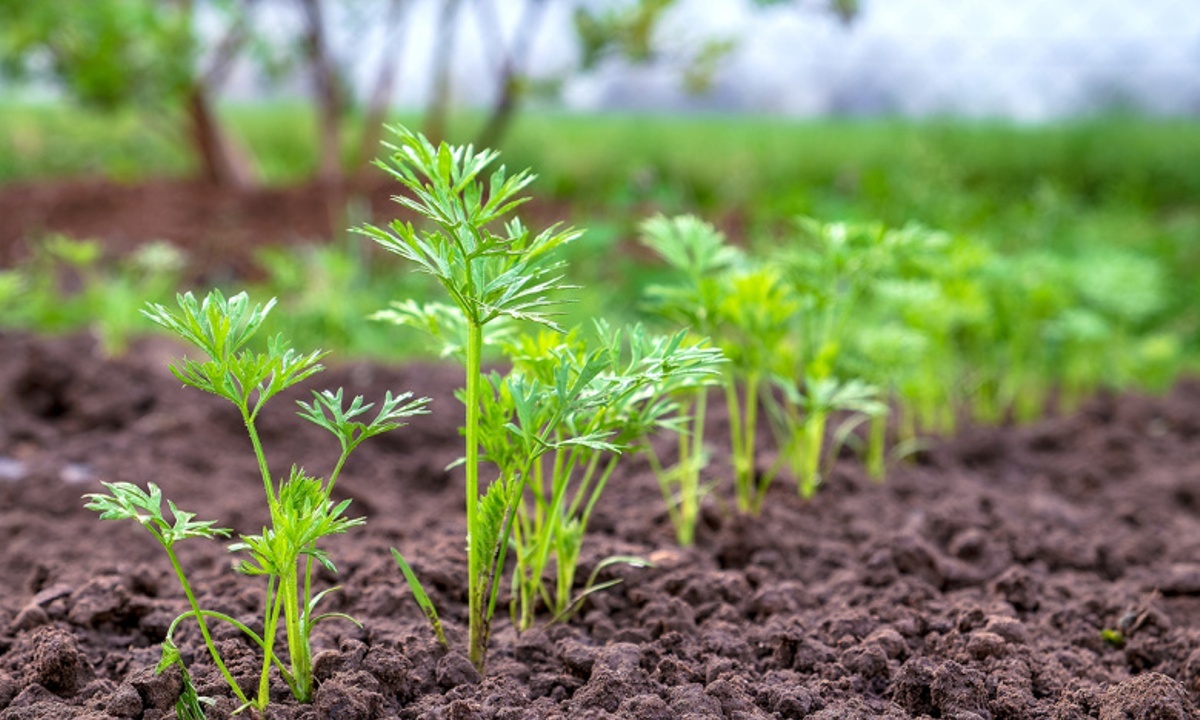 Почему морковь может всходить неравномерно