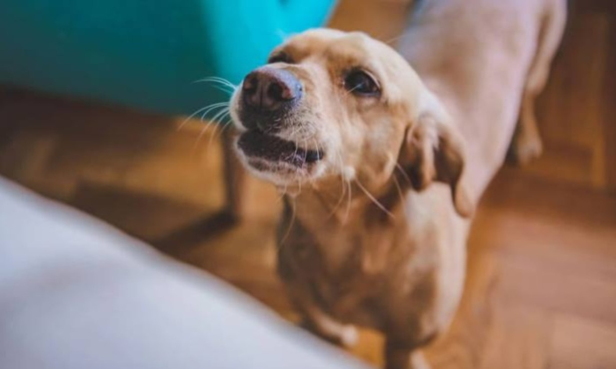 Врач развенчал миф о том, что слюна собаки лечит раны