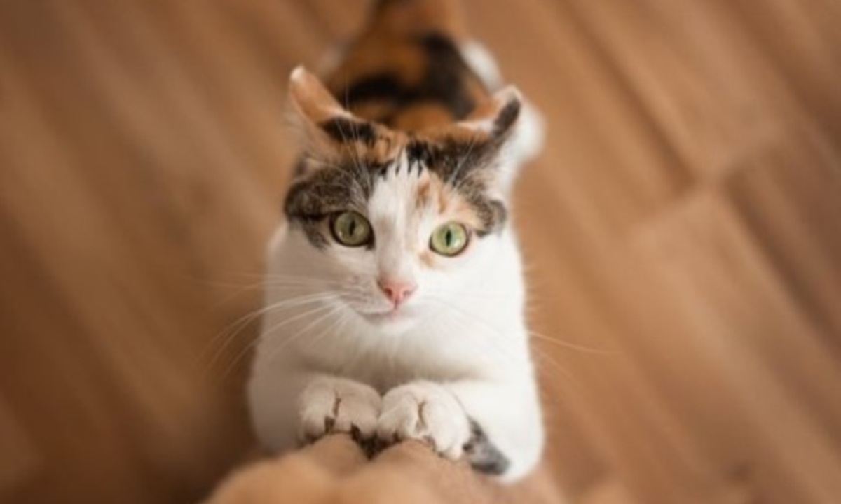 Чем могут обернуться кошачьи царапины