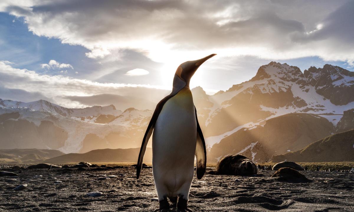 Пингвины под угрозой — климат резко меняет Антарктику