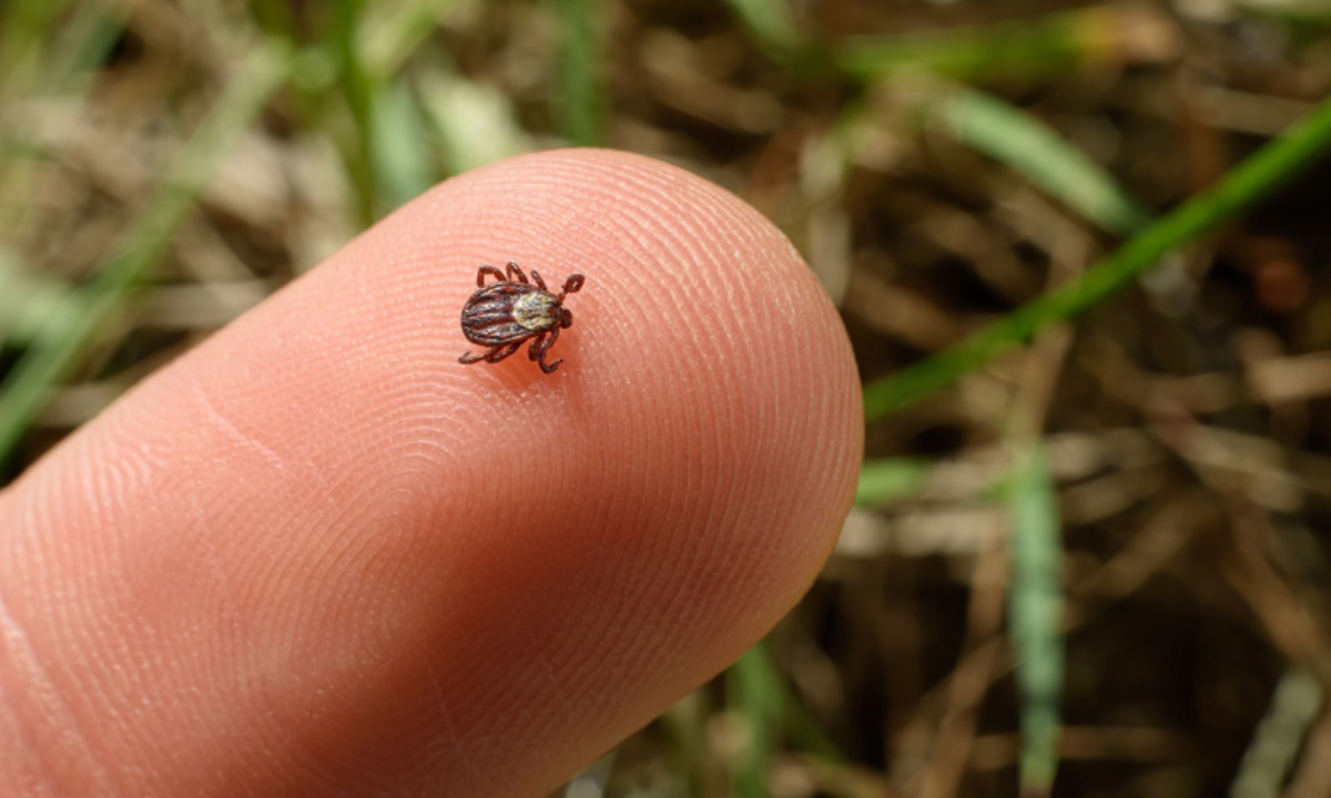 Какие симптомы после укуса клеща требуют срочного визита к врачу