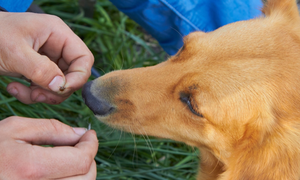 Зачем обрабатывать от клещей домашних животных
