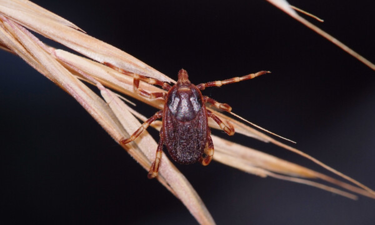 После укуса клеща есть риск возникновения аллергии на мясо