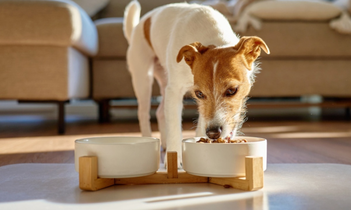 Почему собаки спешат во время употребления еды
