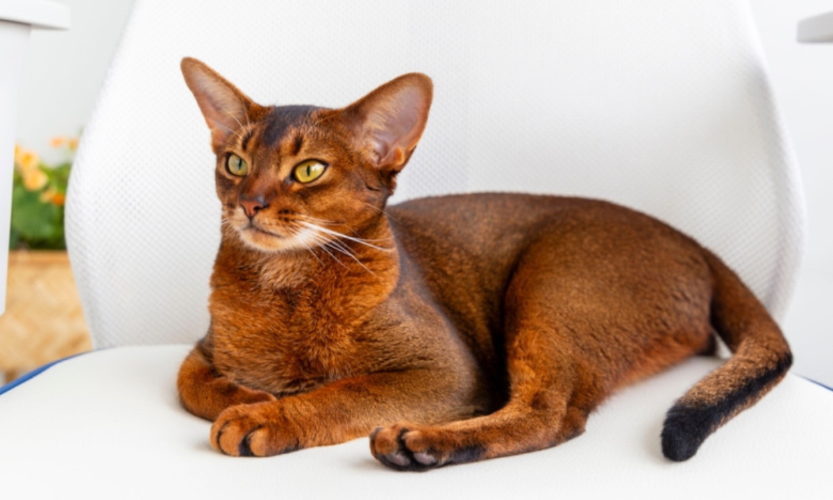 Как распознать депрессию у кошки