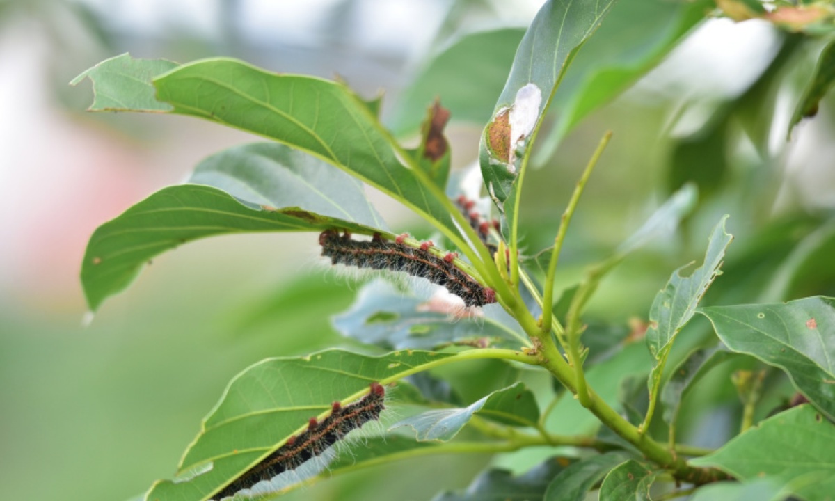 Как защитить участок от вредителей