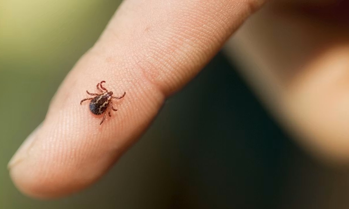 Перечислены самые опасные методы удаления клещей