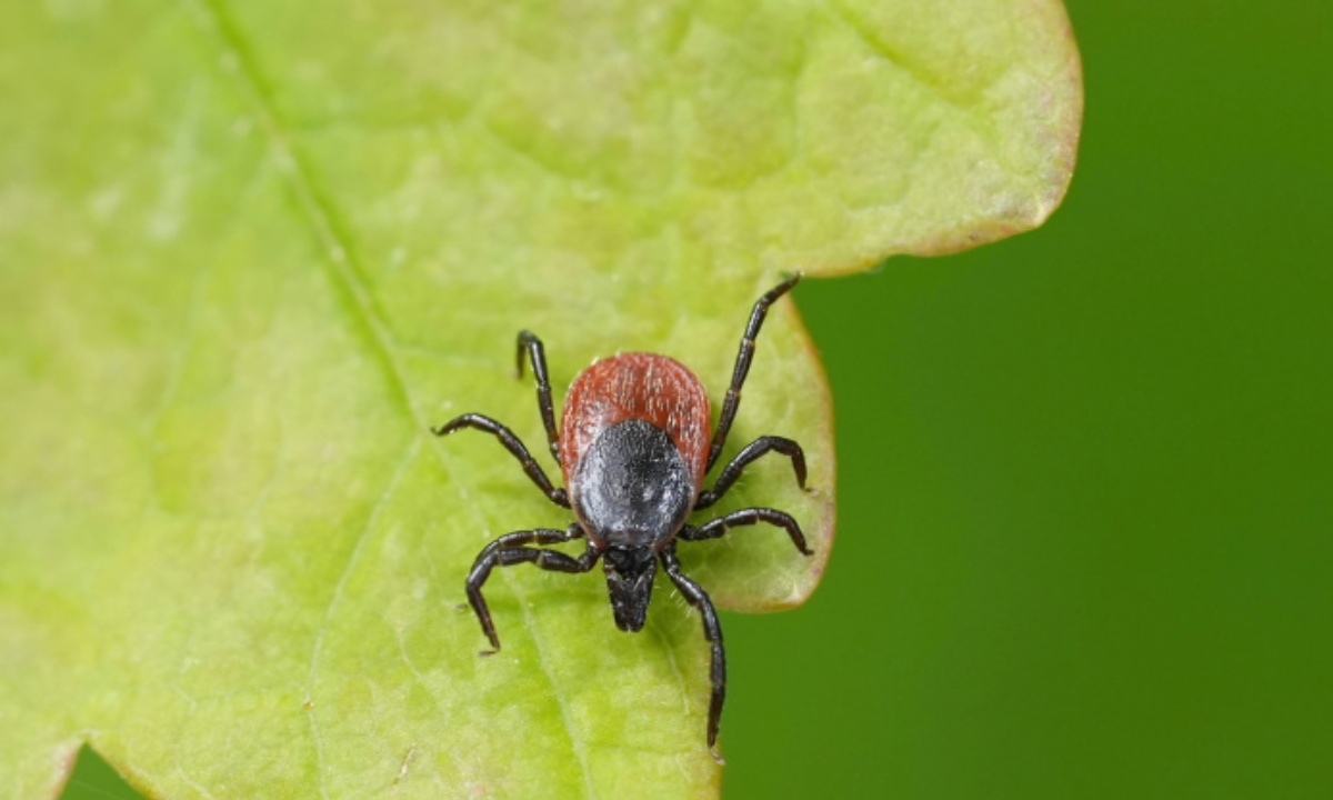 Врач предупредила о самых тяжелых последствиях укуса клеща