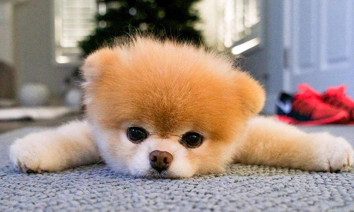 Почему собака спит в ногах — семь неожиданных причин привычки питомца