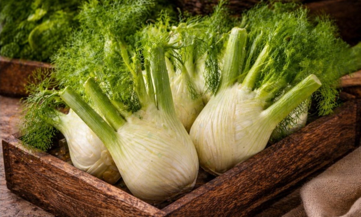 Какие полезные свойства фенхеля?