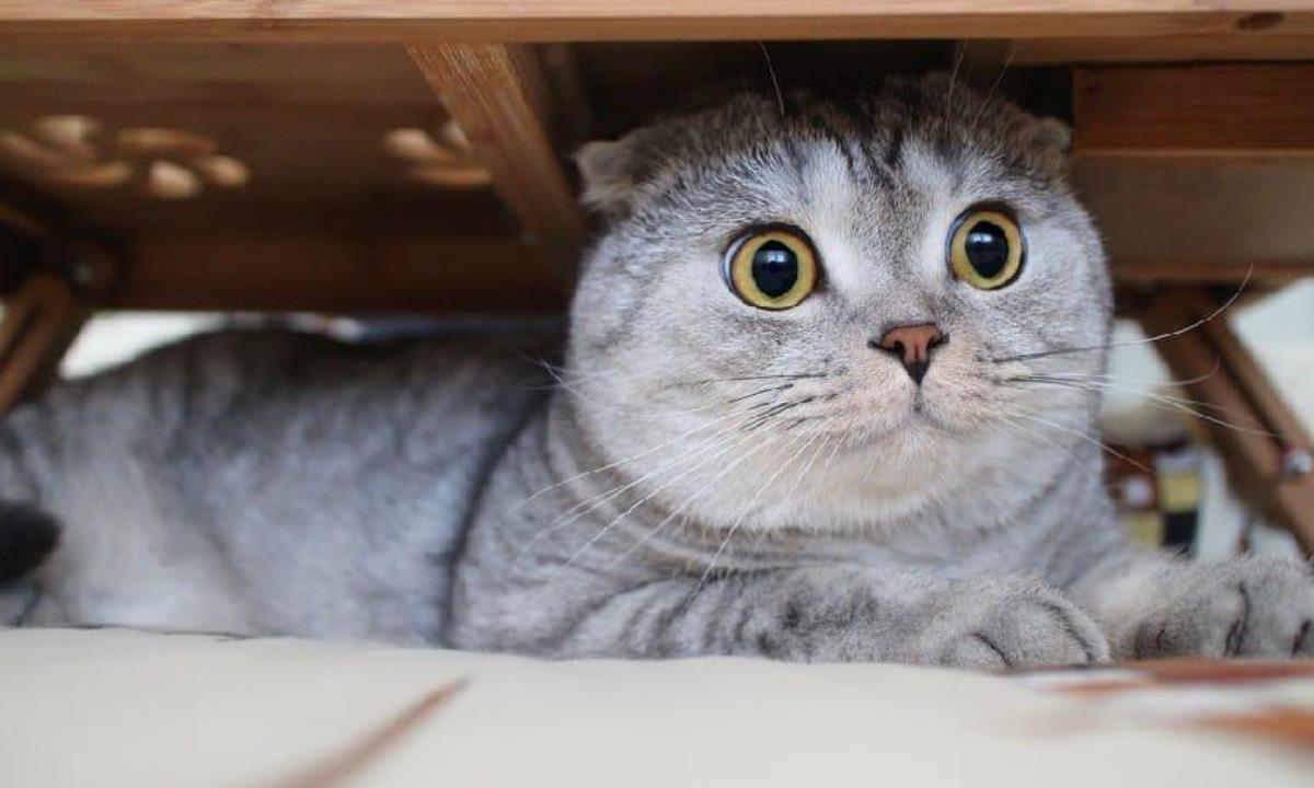 Кошка все скажет без слов — как понять настроение питомца