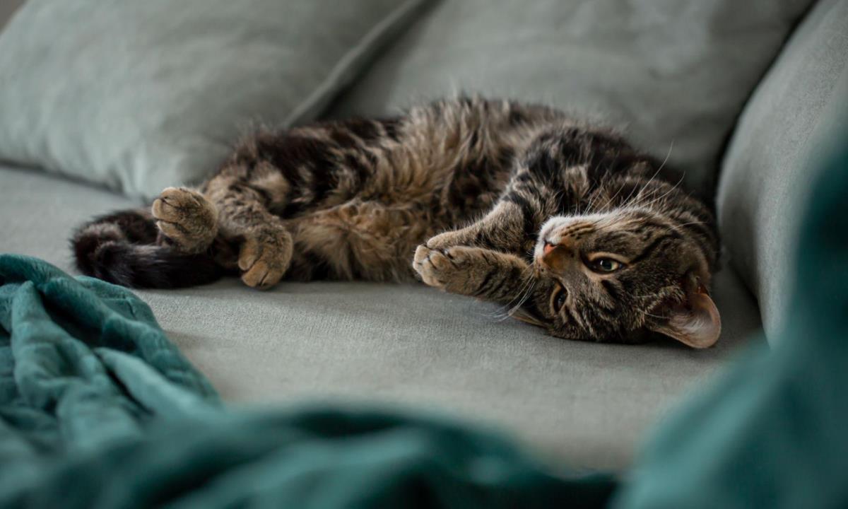 Как долго можно оставлять кошку одну дома