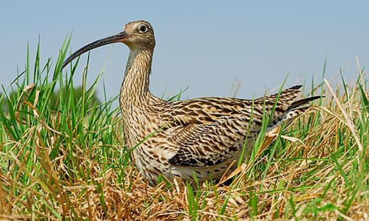 Самая медленная птица в мире