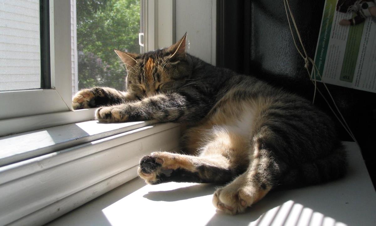 Почему кошки спят почти весь день 