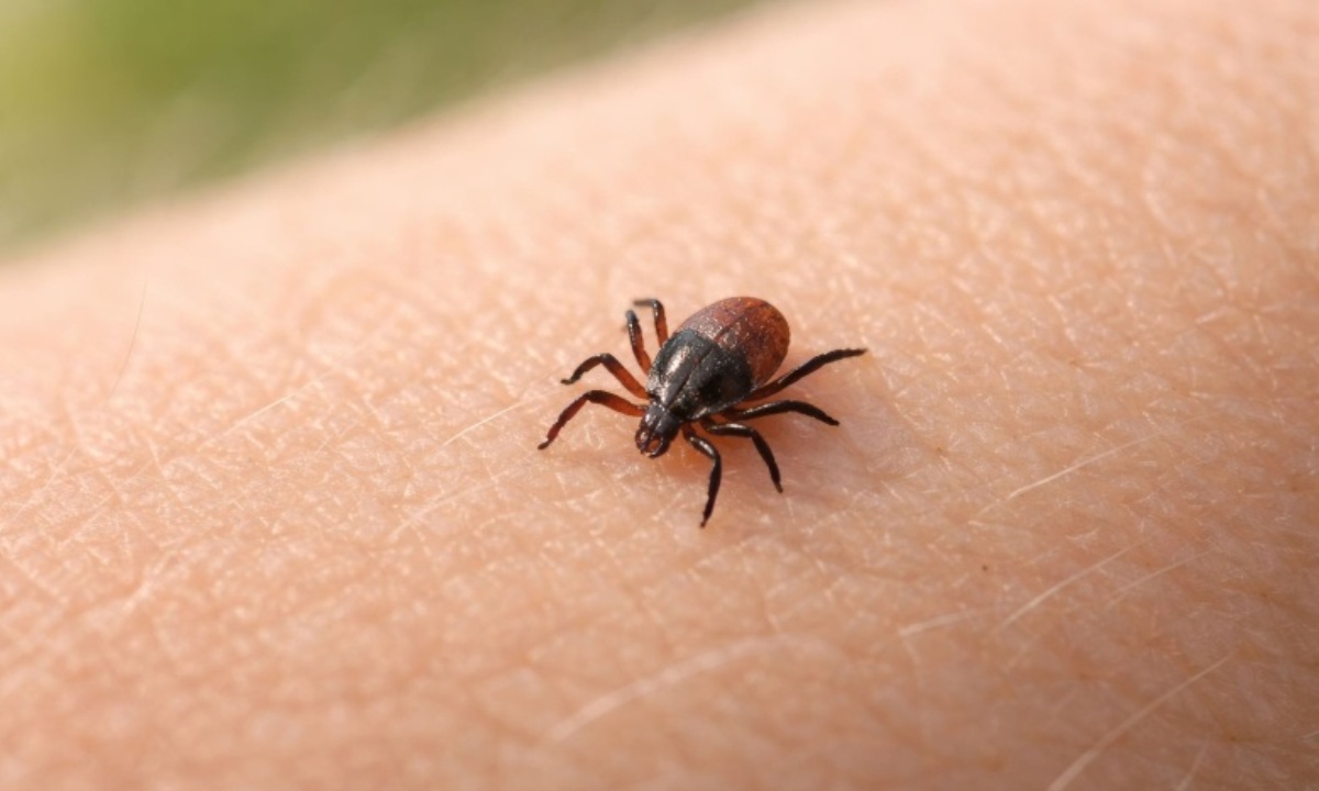 Есть ли риск заражения без укуса клеща