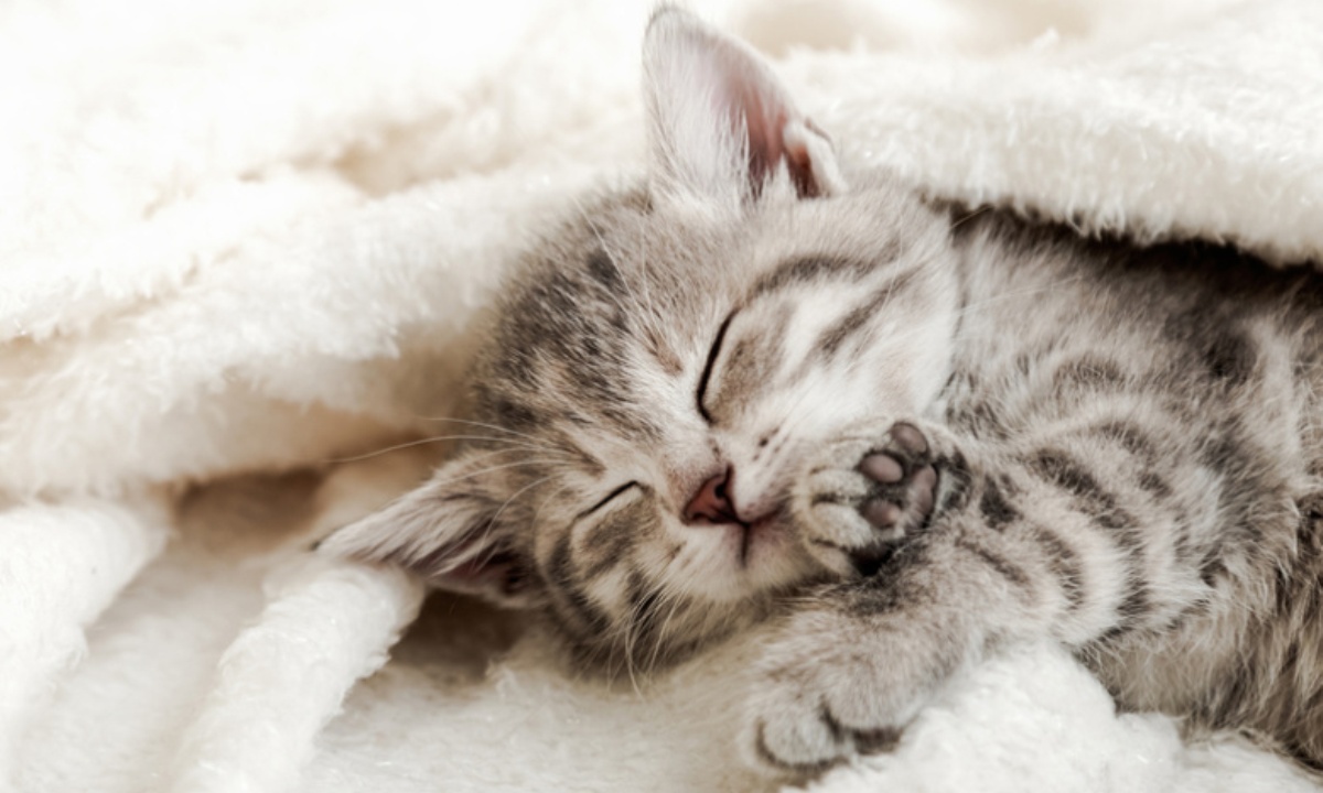 Почему питомцы ночью спят мордочкой к хозяину