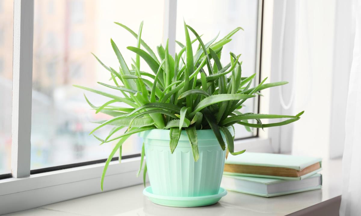 Какие растения действительно помогают освежить воздух в доме летом