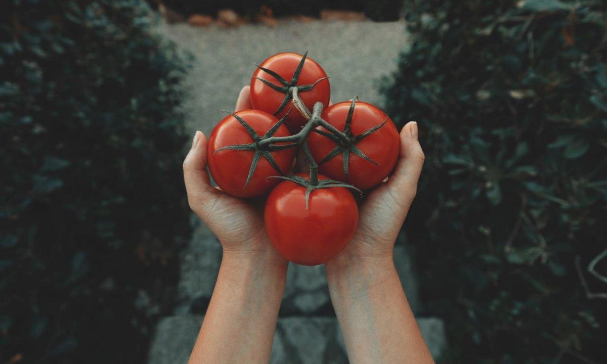 Почему помидоры стоит есть каждый день