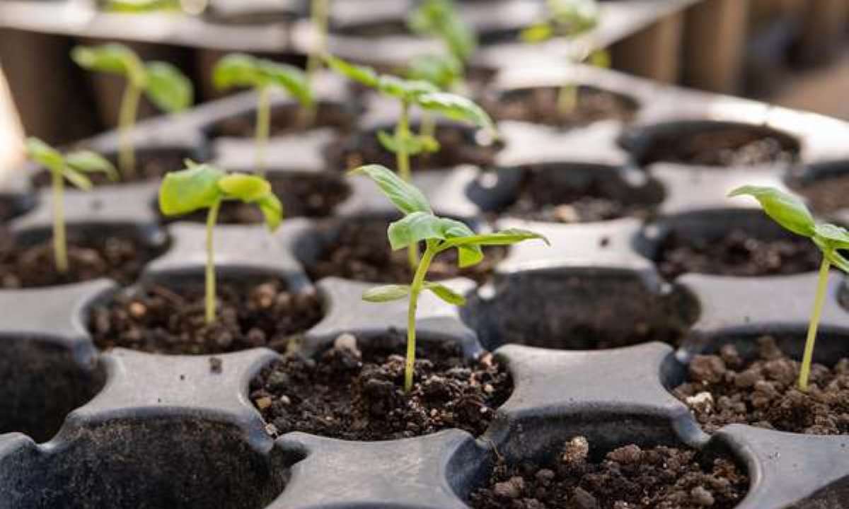 Как вывести более мощные ростки рассады