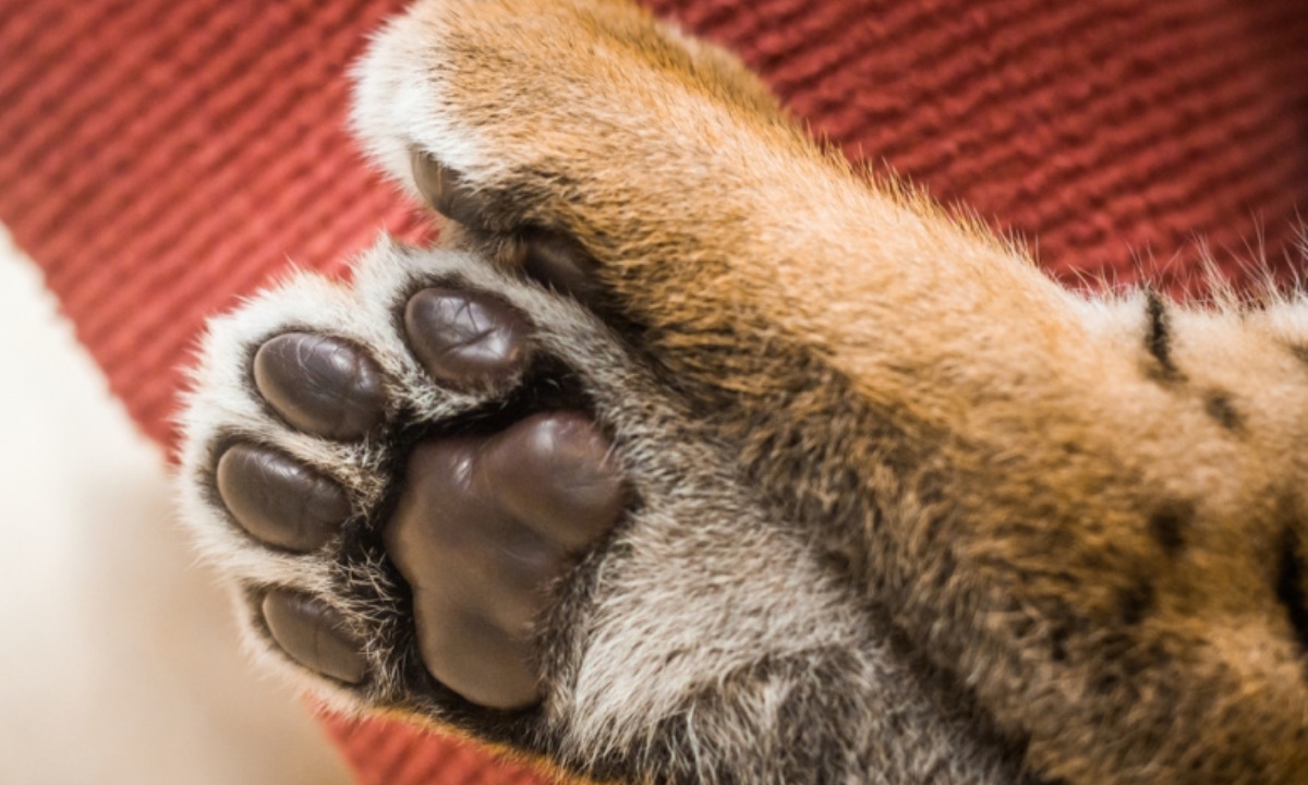 Почему у кошки могут шелушиться подушечки лап