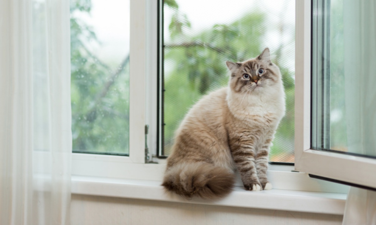 Почему питомцы любят сидеть у открытых окон