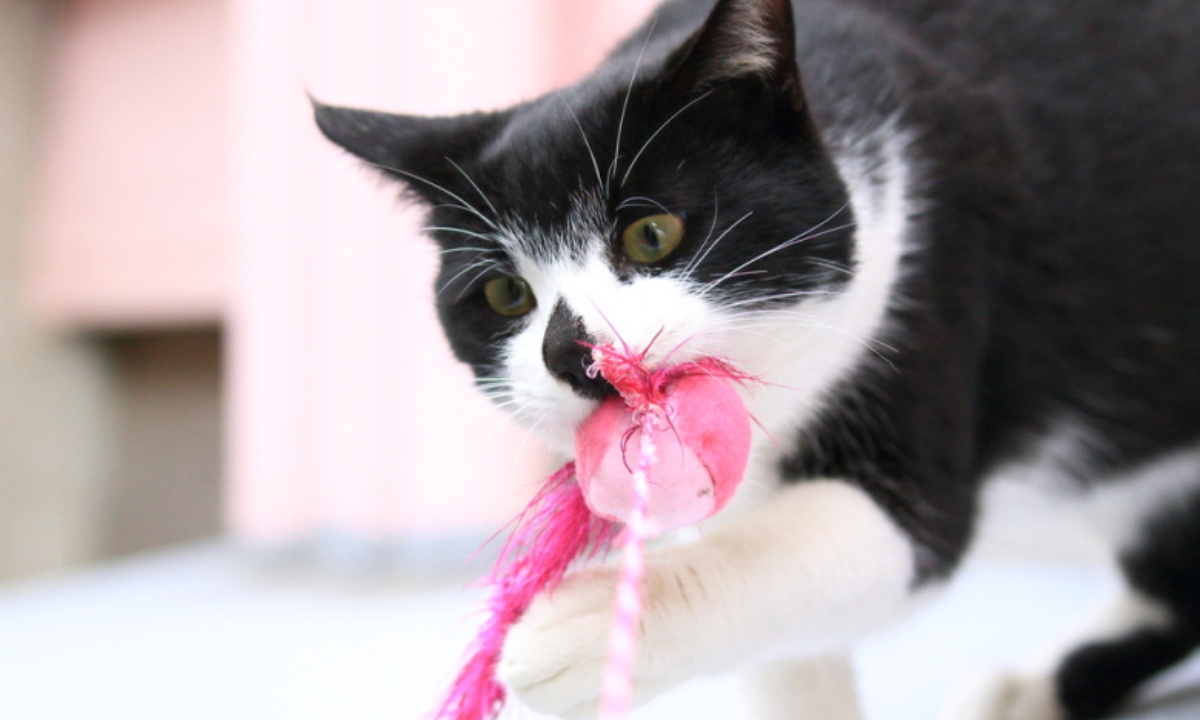 Зачем кошка приносит хозяевам игрушки