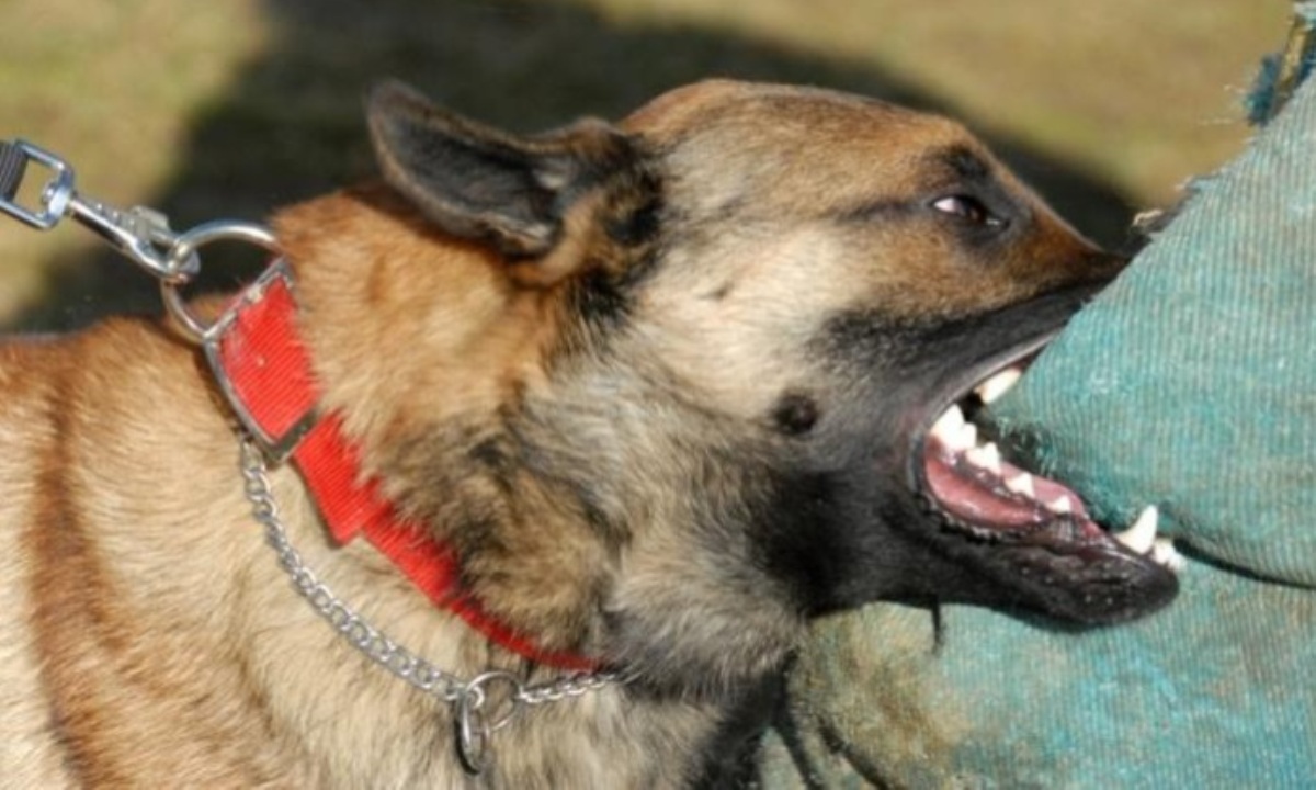 Названы основные симптомы заражения человека бешенством