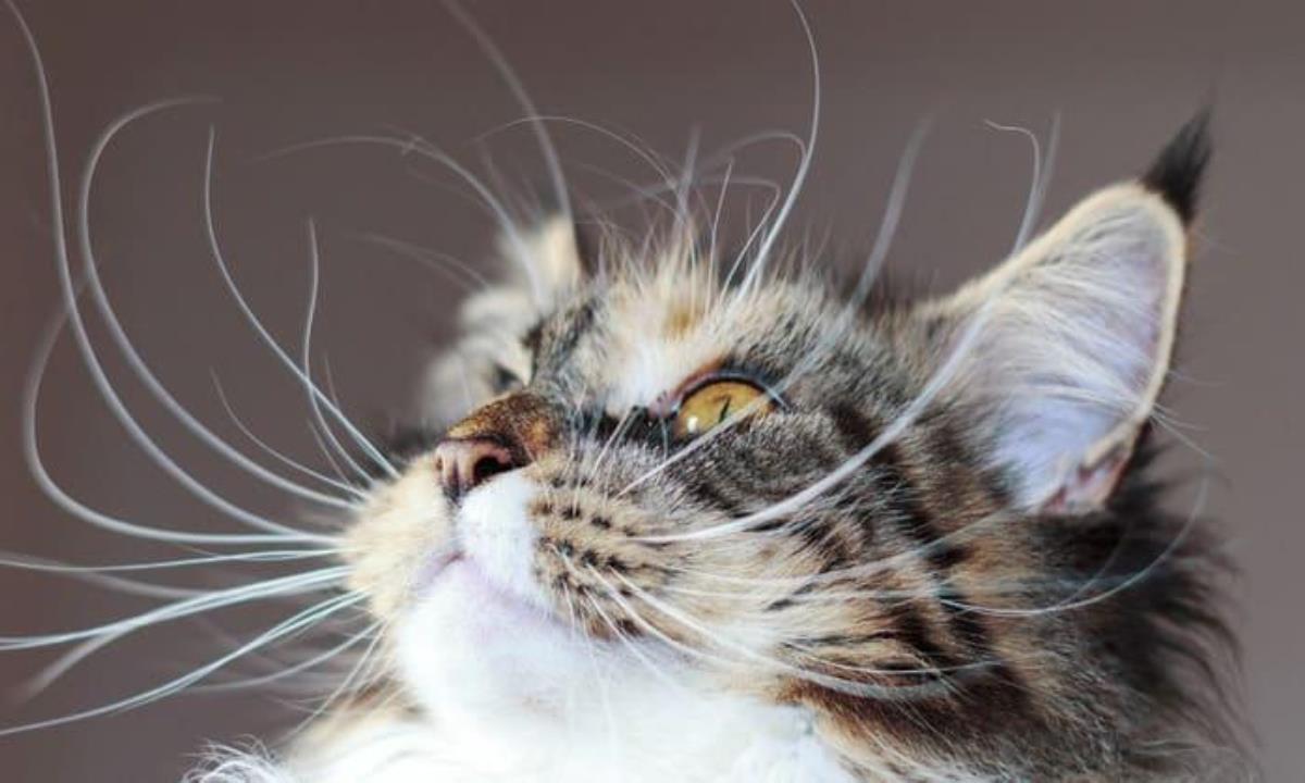 Зачем кошкам усы и почему их нельзя стричь