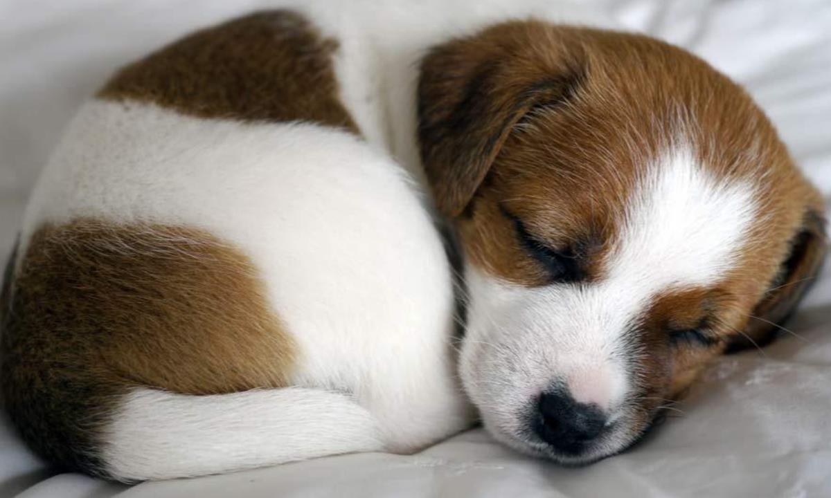 Сколько на самом деле должны спать собаки