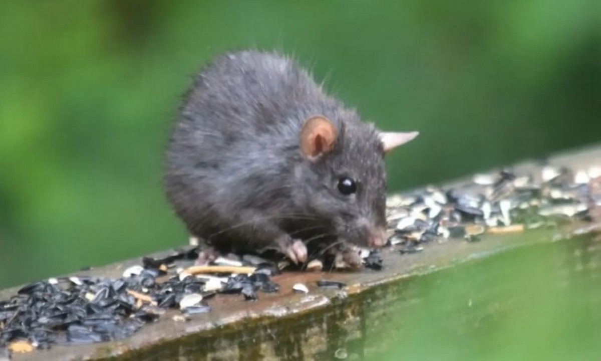 Дачников предупредили об угрозе заражения «мышиной болезнью»