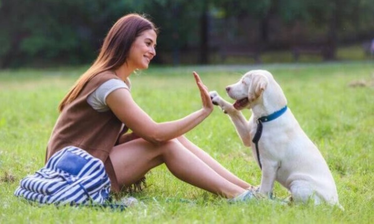 Как сделать дачу безопасной для собаки