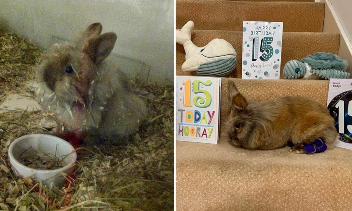 15-летний кролик удивил всех и попал в Книгу рекордов