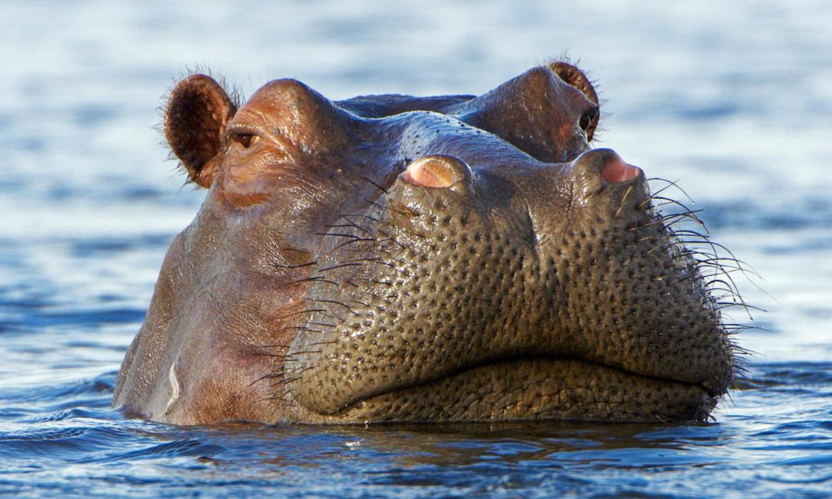 Как бегемоты спят под водой и не тонут