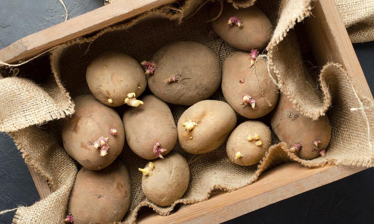 Можно ли употреблять в пищу проросший картофель