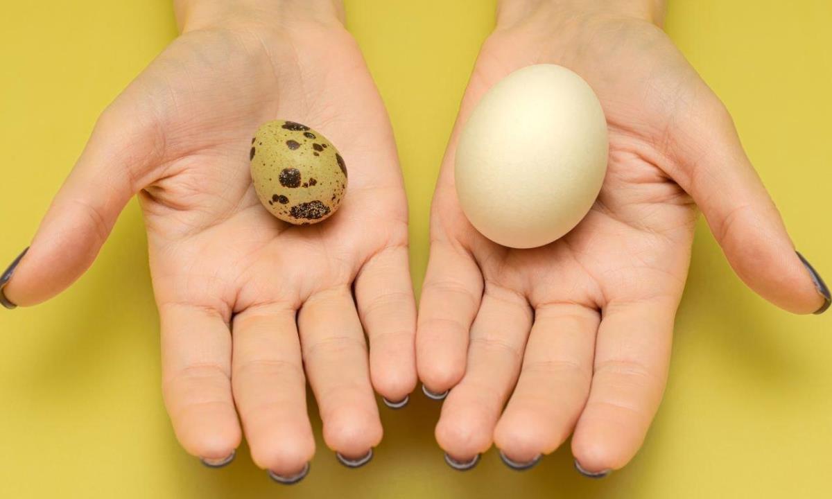 Чем перепелиные яйца отличаются от куриных