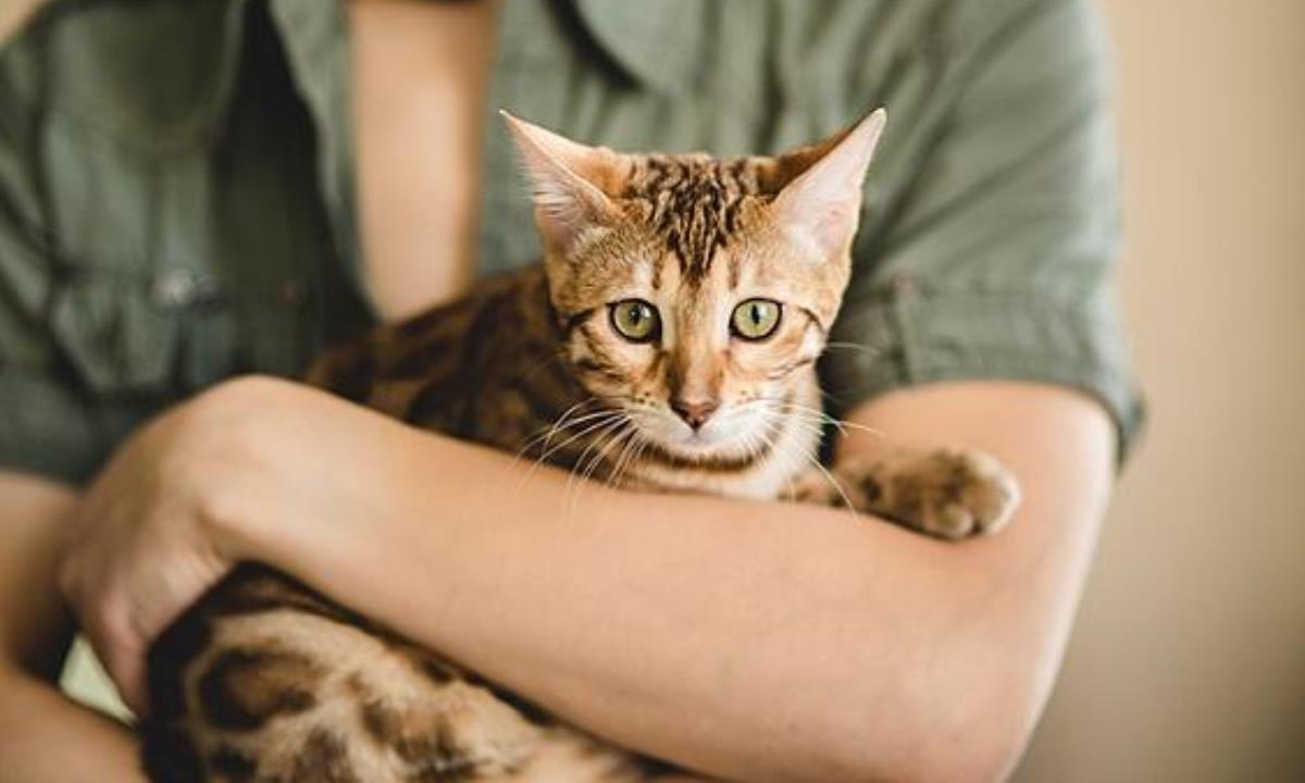 Стало известно, как долго коты помнят своих хозяев
