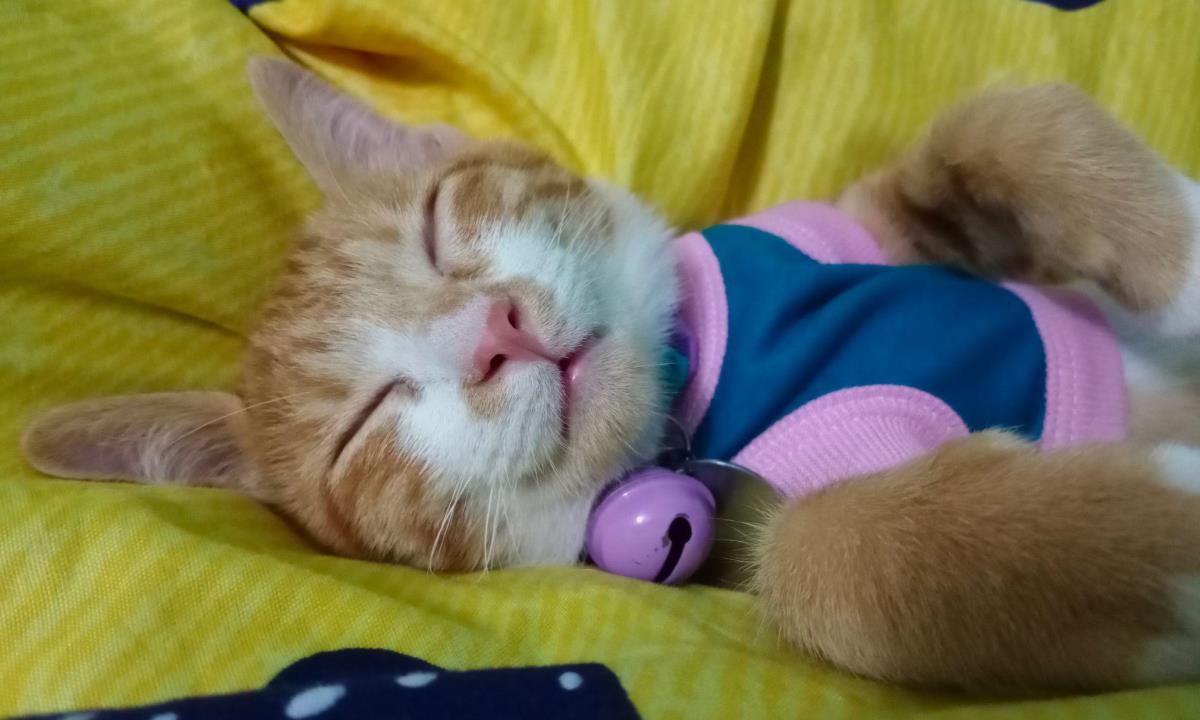 Как коты выбирают человека, рядом с которым будут спать