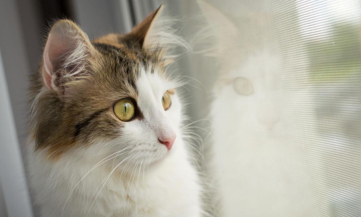 Что может случиться с домашней кошкой на улице