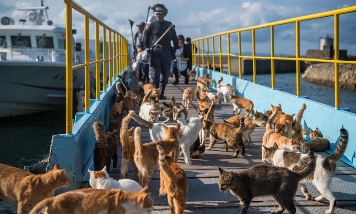 На японском острове кошек оказалось в десятки раз больше, чем людей