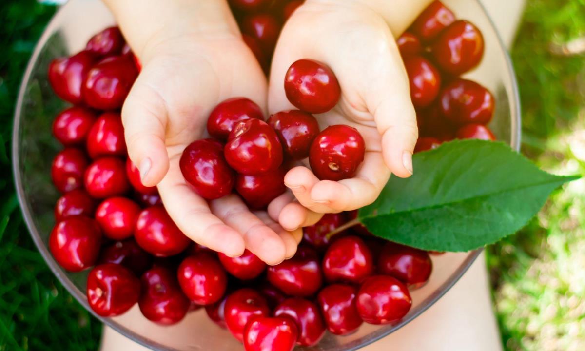 Сколько черешни можно есть без вреда для здоровья