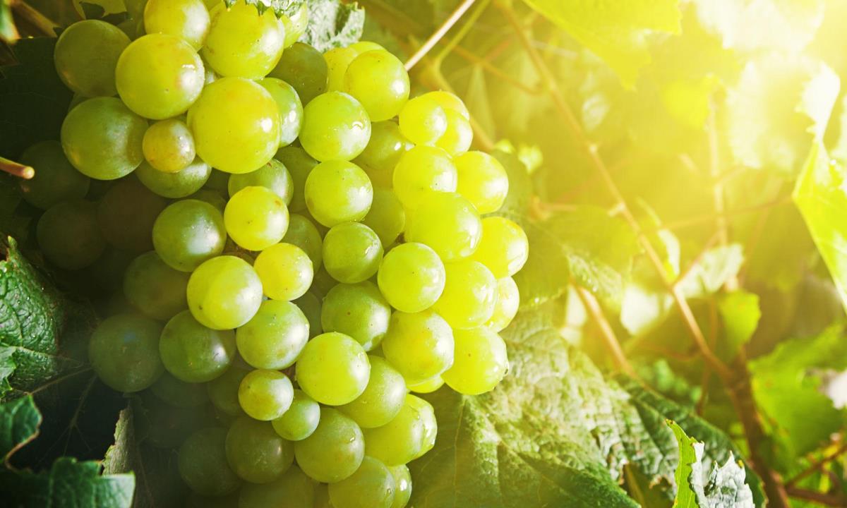 Этот продукт помогает коже лучше переносить солнце