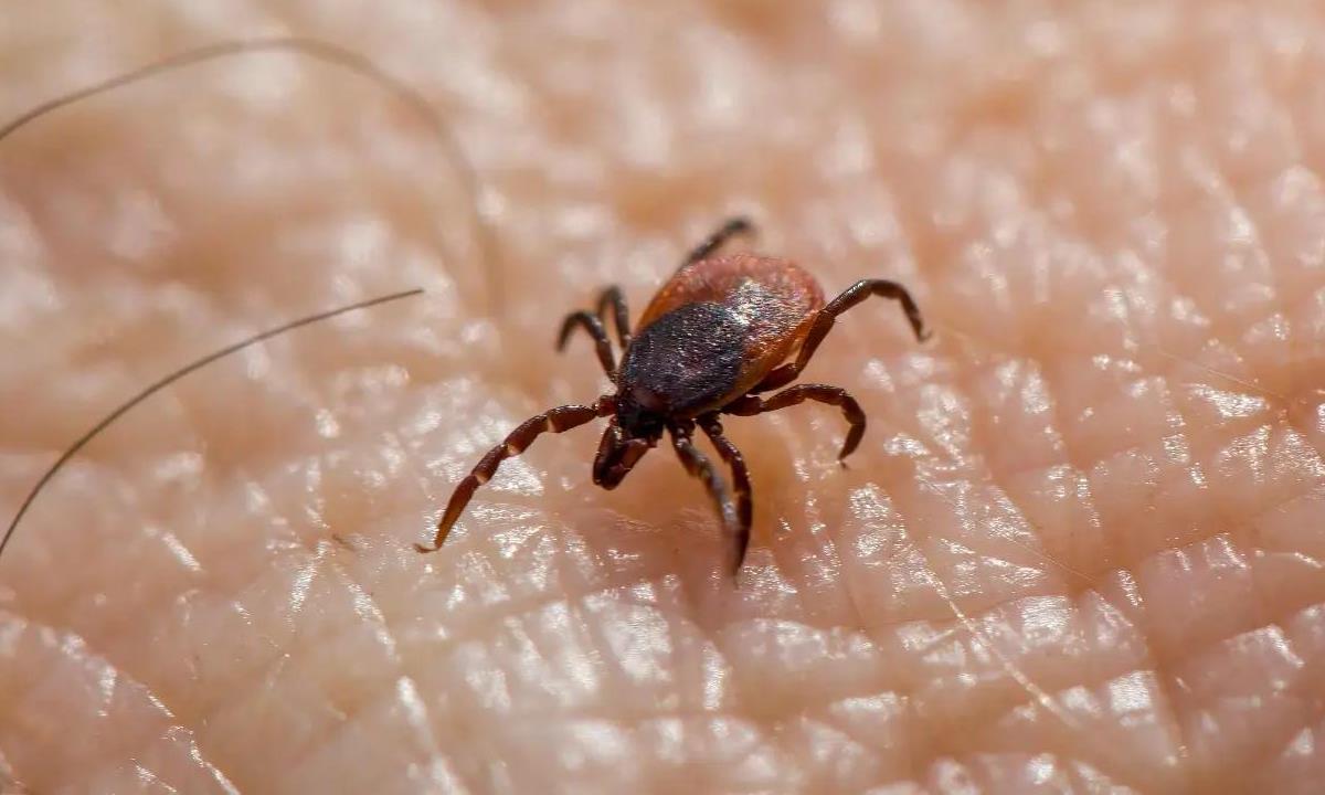 Почему после укуса клеща нельзя терять время