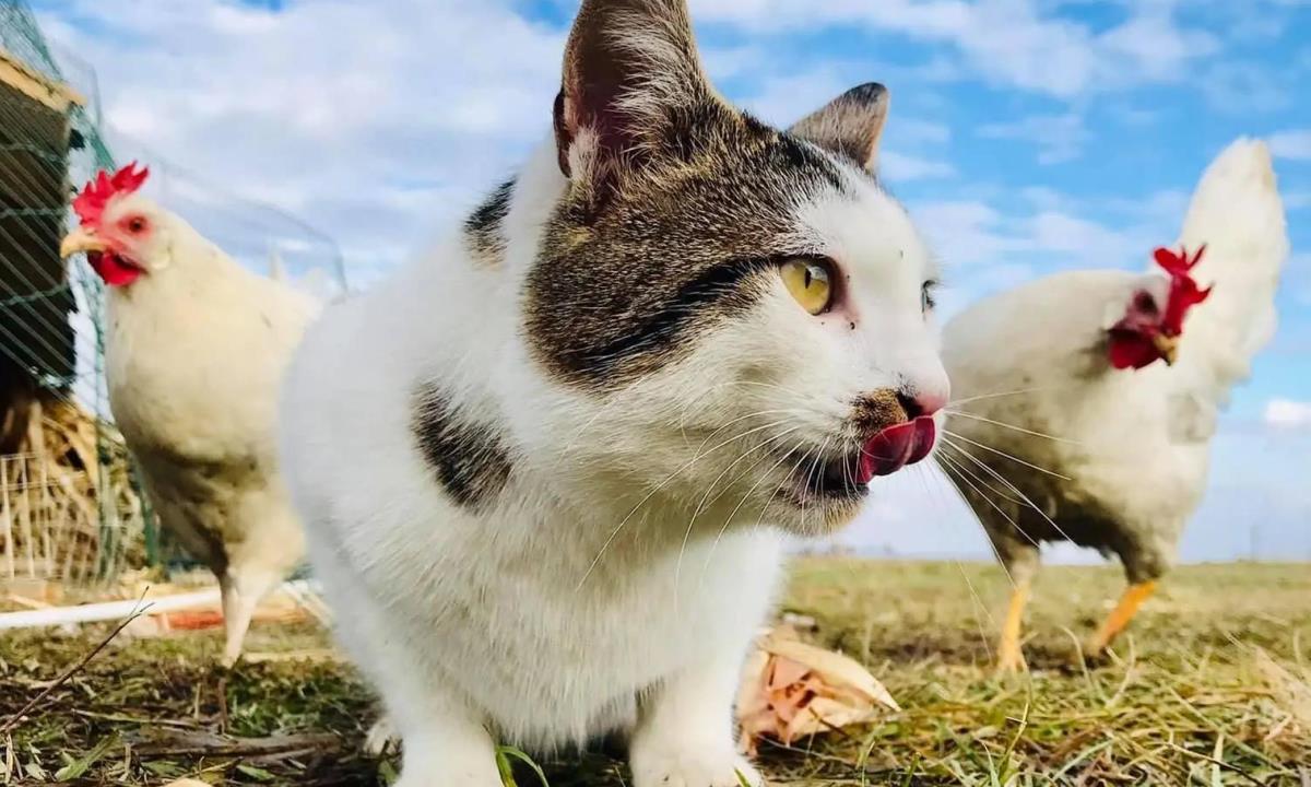 Почему кошкам нельзя давать куриные кости