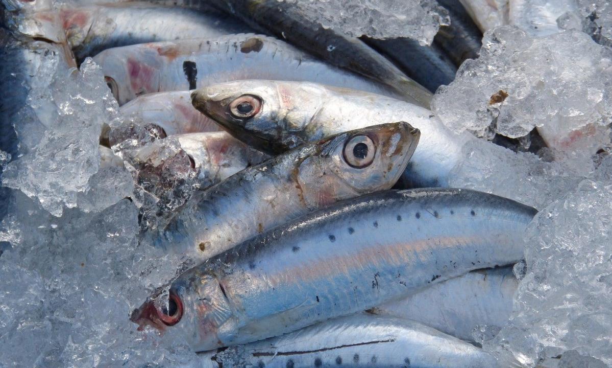 Какая рыба считается самой полезной для мозга и сердца