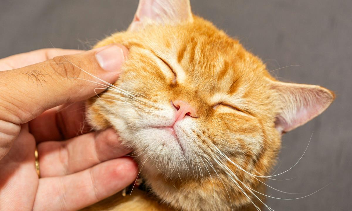 Как правильно гладить кошку — зоны, которые лучше избегать