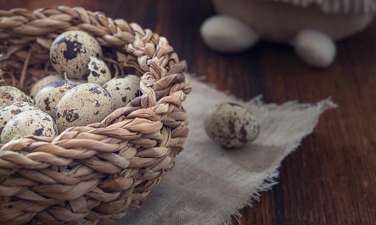Перепелиные яйца — правда ли они полезнее куриных