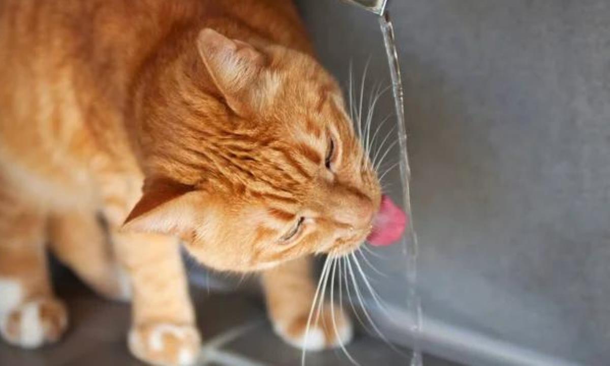 Кот игнорирует миску с водой — в чем причина