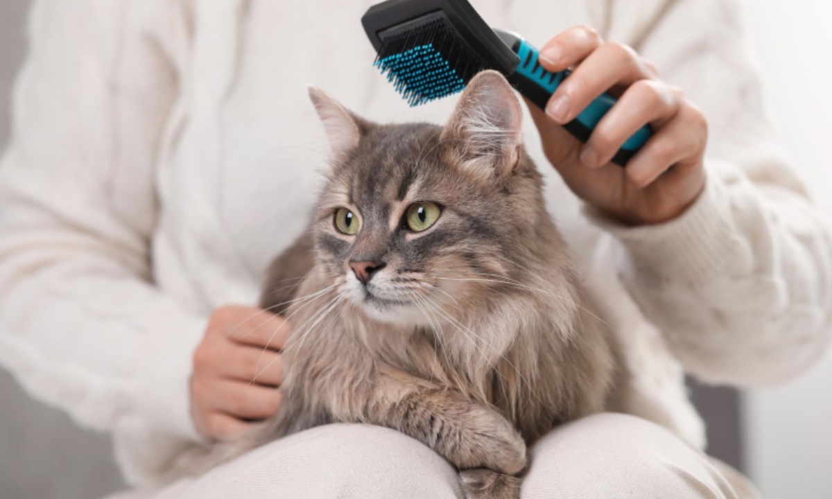 Каких кошек нужно регулярно расчесывать