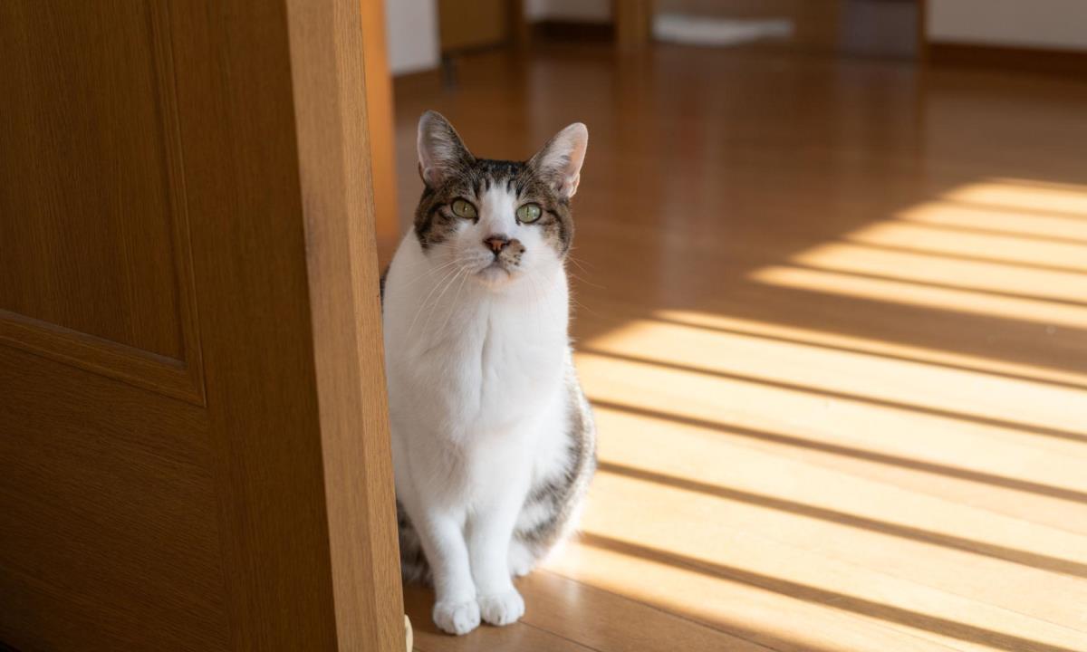 Кошки знают, где находится хозяин, даже когда его не видят